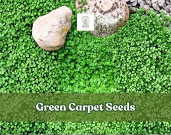 1,000 Green Carpet Seeds | Herniaria glabra | Rupturewort Groundcover | Lawn Alternative | Drought-Tolerant
