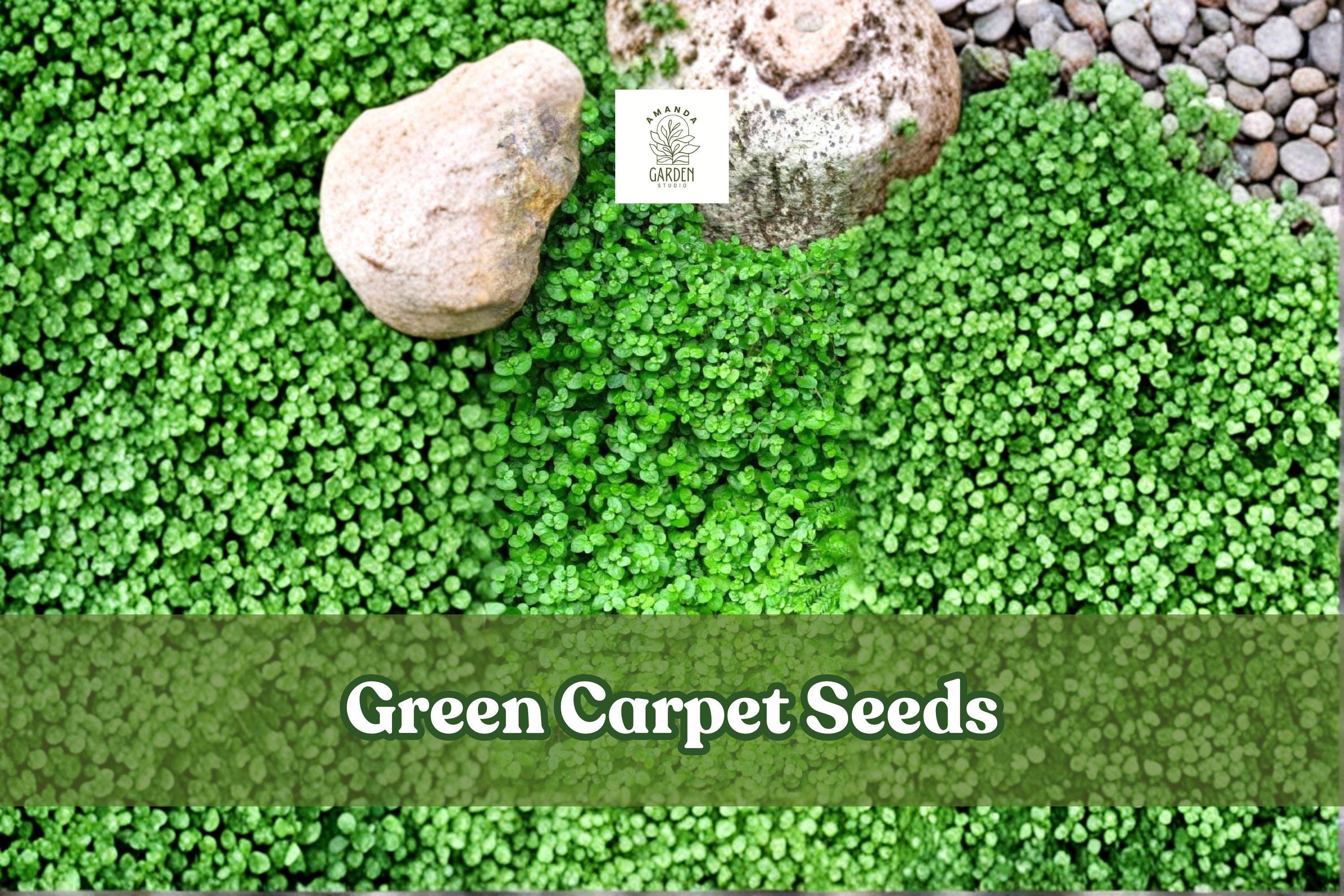 il_fullxfull.7324923397_dfm9.jpg