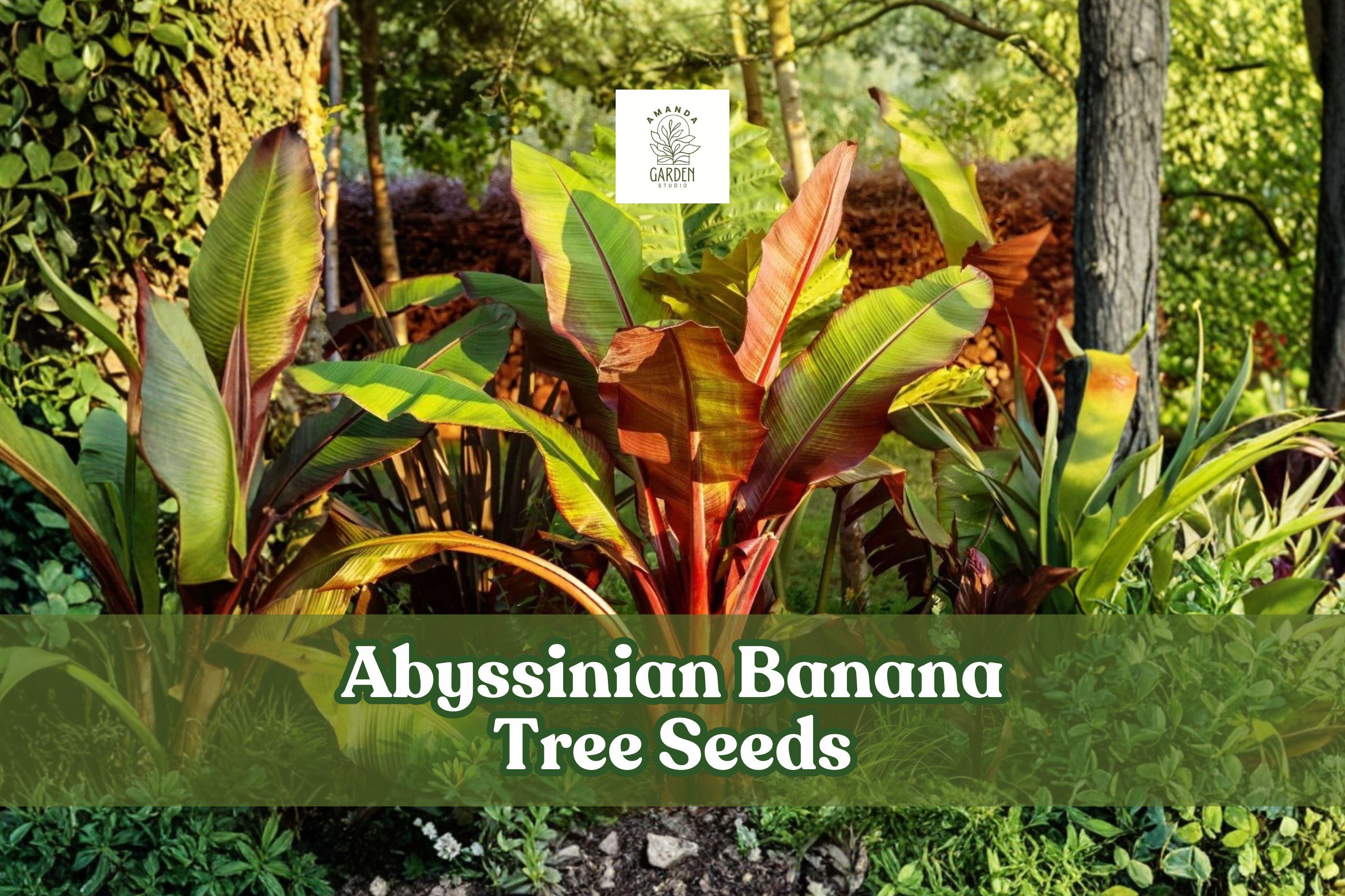 5 Abyssinian Banana Tree Seeds for Planting | Ensete Ventricosum ...