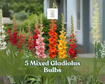 5 Mixed Gladiolus Bulbs