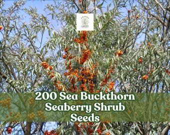200 Sea Buckthorn Seaberry Shrub Seeds Hippophae rhamnoides Edible Garden