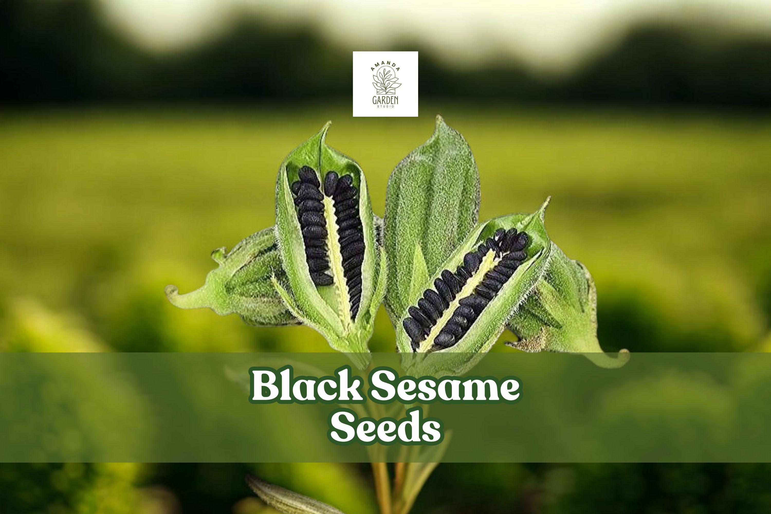 500 Kurogoma Black Sesame Seeds  Heirloom Sesamum Indicum - Etsy
