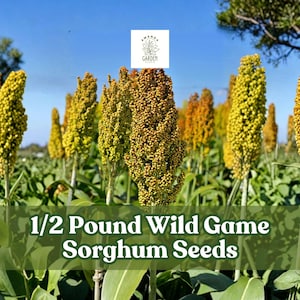 May include: A field of sorghum plants with yellow and brown seed heads. The image includes the text "1/2 Pound Wild Game Sorghum Seeds" and the logo for Amanda's Garden.