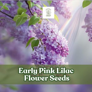 Early Pink Lilac Seeds: Fragrant Spring Blooms for Hedges