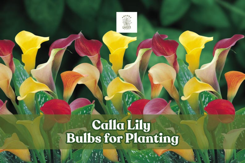 AmandagardenStudio Calla Lily Bulbs