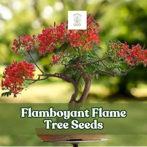Flamboyant Bonsai - Etsy