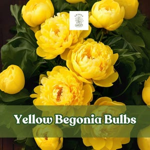 3 Yellow Begonia Bulbs – Bright, Double Blooms for Shade Gardens & Containers