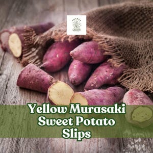 May include: An image of several purple-skinned sweet potatoes, some cut open to reveal yellow flesh, spilling from a burlap sack. The text "Yellow Murasaki Sweet Potato Slips" is displayed on a green banner.