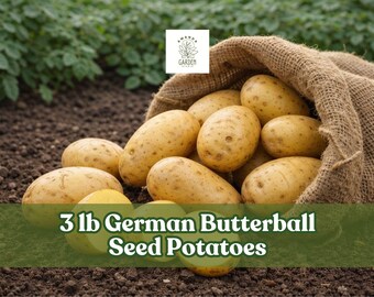 3 lb German Butterball Seed Potatoes – Yellow