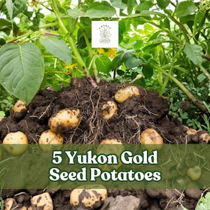 May include: An image of Yukon Gold seed potatoes in soil, surrounded by green foliage. The text "5 Yukon Gold Seed Potatoes" is displayed at the bottom of the image. The potatoes are a light brown color.