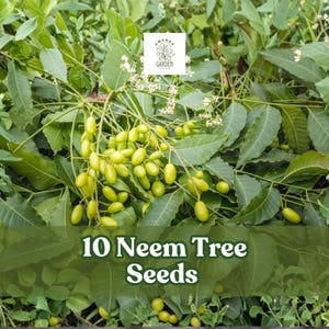 May include: An overhead shot of neem tree foliage with green leaves and clusters of yellow-green seeds. The text "10 Neem Tree Seeds" is overlaid on the image. A small logo is in the top center.