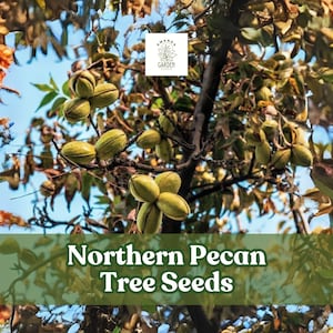 5 Northern Pecan Tree Seeds – Carya illinoinensis – Hardy Nut Tree for Planting and Growing
