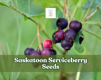 100 Saskatoon Serviceberry Seeds | Amelanchier alnifolia | Hardy Fruit Shrub | Edible Berries | US Seller