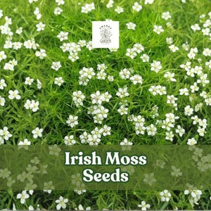 Irish Moss Seeds | Sagina Subulata, Ground Cover (200 Seeds)