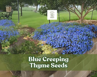 Blue Creeping Thyme Seeds: Fragrant Ground Cover - 250+ Seeds
