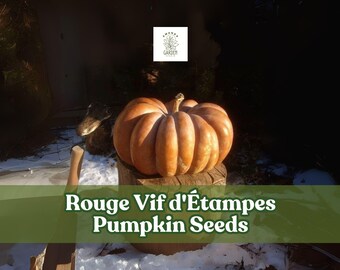 10 Rouge Vif d'Étampes Pumpkin Seeds: French Heirloom Cinderella Pumpkin