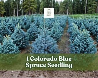 1 Colorado Blue Spruce Seedling | Picea pungens | Live Evergreen Tree for Planting