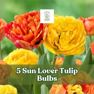 May include: A vibrant image of several tulips in full bloom. The flowers display a range of colors, including bright yellow, orange, and red. The text "5 Sun Lover Tulip Bulbs" is displayed at the bottom of the image. The background is a soft green.