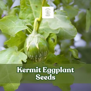 20+ Kermit Eggplant Seeds – Thai Round Variety – Solanum melongena for Garden Growing