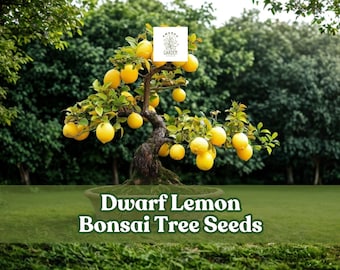RARE Dwarf Bonsai Lemon -great for Container Growing Indoors or Out (2,5 or  10 Seeds)-very Juicy and Tasty Fruit - - Etsy