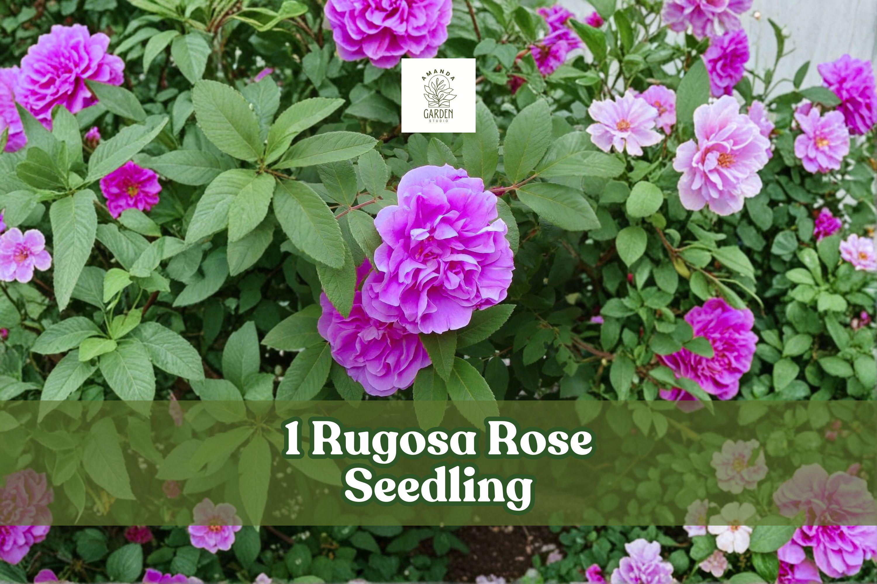 Fragrant Rugosa Roses 1 Rugosa Rose Seedling | Hardy Fragrant Rose Bush for Gardens - Etsy