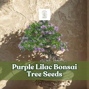 Syringa Bonsai - Etsy