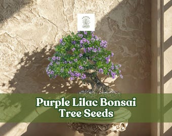 Purple Lilac Bonsai Tree Seeds | Fragrant Syringa Vulgaris (30+ Seeds)