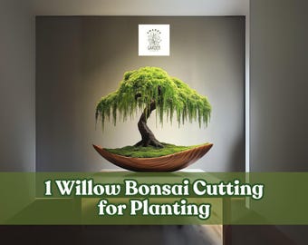 1 Willow Bonsai Cutting for Planting Ornamental Tree