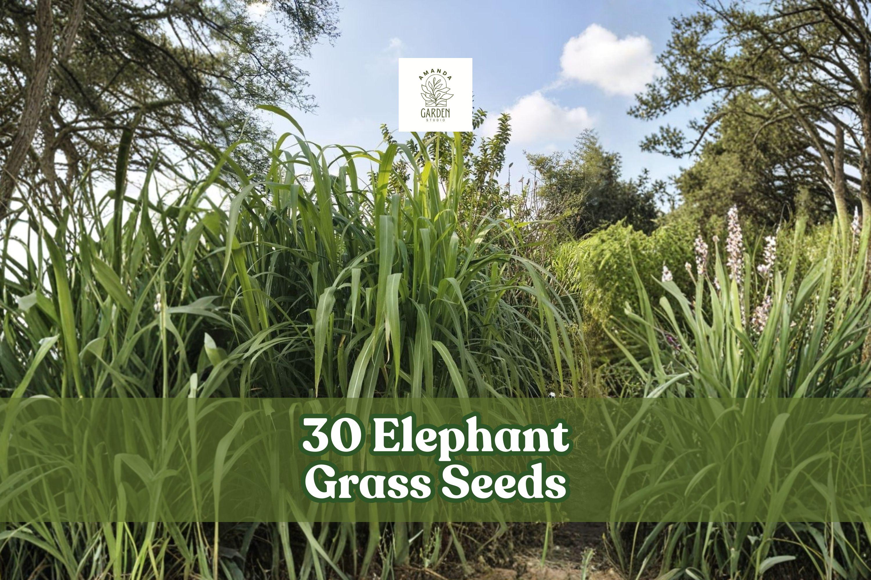 30 Elephant Grass Seeds | Pennisetum purpureum | Tall Ornamental Grass |  Fast Growing | USA Grown