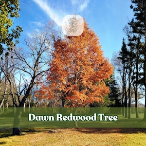May include: A Dawn Redwood tree with vibrant orange-brown foliage stands in a grassy field under a clear blue sky. The tree is surrounded by other trees with green leaves. The text "Dawn Redwood Tree" is displayed at the bottom of the image.