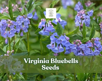 Virginia Bluebells Seeds | Mertensia virginica | 10 Wildflower Seeds | Native Woodland Flower | Perennial | Non-GMO