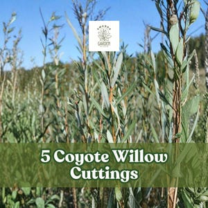 May include: An image of 5 Coyote Willow cuttings. The image shows tall, slender plants with green leaves and stems. The text "5 Coyote Willow Cuttings" is overlaid on a green banner at the bottom of the image. The background is a field of similar plants.