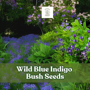100 Wild Blue Indigo Bush Seeds – Baptisia australis – Hardy Perennial for Pollinator & Native Gardens