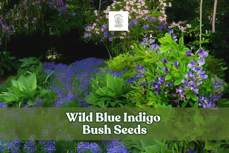 Indigo Clusters 100 Wild Blue Indigo Bush Seeds – Baptisia Australis – Hardy Perennial ...