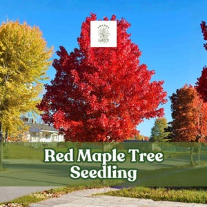 May include: A vibrant image of a red maple tree seedling with bright red leaves, set against a clear blue sky. The text "Red Maple Tree Seedling" is displayed at the bottom. Other trees with yellow and orange foliage are also visible.