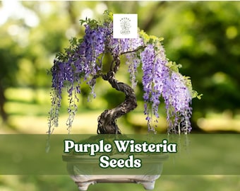 10 Purple Wisteria Seeds – Flowering Vine or Bonsai – Wisteria sinensis / floribunda