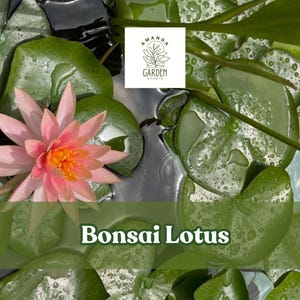 Bonsai Lotus Seeds for Planting – 10 Seeds – Beautiful Flowering Aquatic Bonsai for Bowls, Ponds and Containers