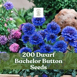 May include: A vibrant image showcasing a collection of blue Dwarf Bachelor Button flowers in full bloom. The flowers are a striking shade of blue, with a textured appearance. The image also features the text "200 Dwarf Bachelor Button Seeds".