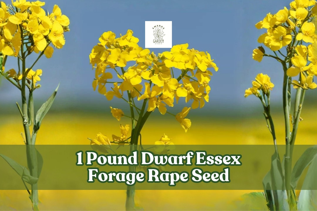 Forage Rapeseed 1 Pound Dwarf Essex Forage Rape Seed for Planting – Brassica Napus ...