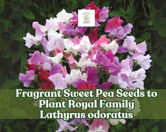 100 Fragrant Sweet Pea Seeds – Royal Family Mix for Garden Planting