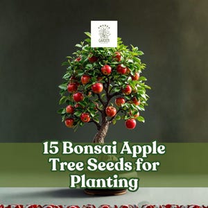 Bonsai Apple Tree - Etsy