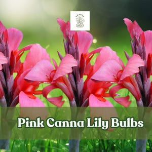 3 Pink Canna Lily Bulbs – Tropical Perennial Flowers for Garden or Patio