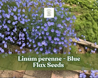 1000 Blue Flax Seeds: Linum Perenne Perennial Wildflower