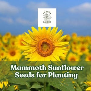 Mammoth Sunflower Seeds for Planting | 100+ Seeds | Grow Amazing Giant Sunflower – Edible Seeds & Giant Yellow Blooms