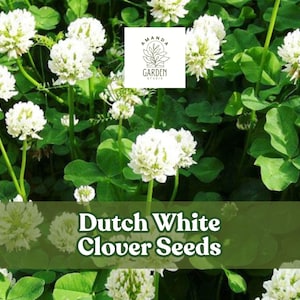 500 Dutch White Clover Seeds: Low-Maintenance Ground Cover & Pasture Mix