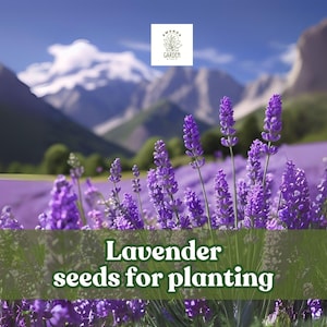500 Lavender Seeds – English Lavender (Lavandula angustifolia) – Fragrant Herb and Flower for Garden & Landscaping