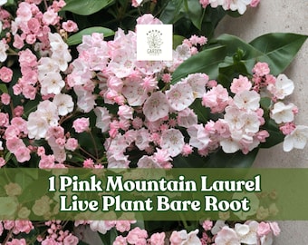 1 Pink Mountain Laurel Live Plant Bare Root Kalmia latifolia Garden Shrub