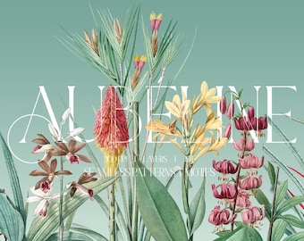 AUBÉLINE Cores Variantes Impressão de Luxo (Download Digital)