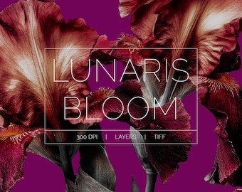 Lunaris Bloom Iris Floral Patterns Surface Print Design (Digital Download)