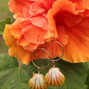 Sunrise shell earring with 14k gold filled hoops.